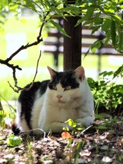 初夏のひととき Ⅱ