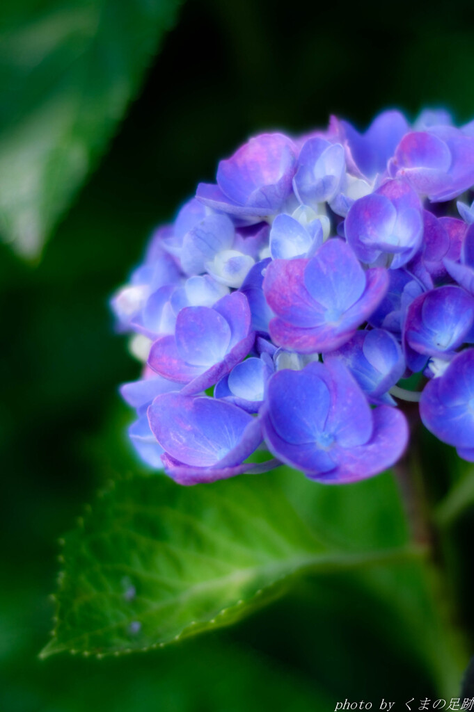 戻り紫陽花投稿