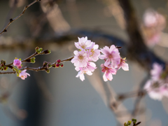 冬桜