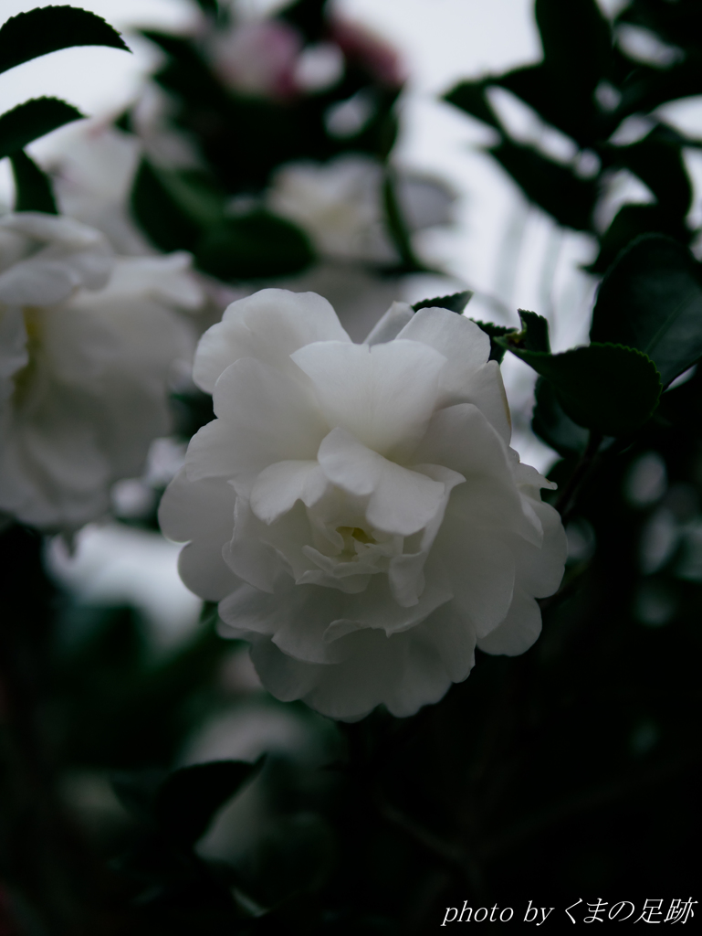 凍花