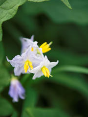 ぴーちくぱーちく