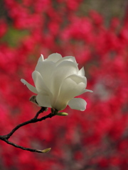 春萌え