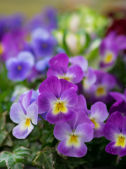 やさしいあめに