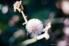 柔らかなハリネズミ