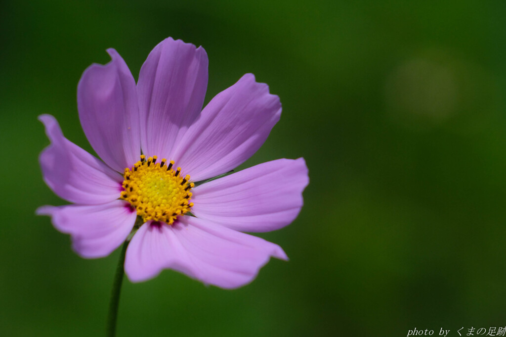梅雨来たりなば