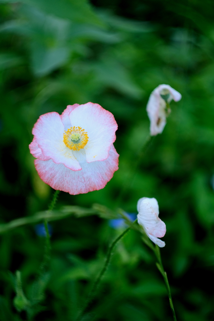 六月の花嫁