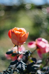 気持ち「映える」