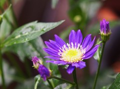 初夏の彩り Ⅶ