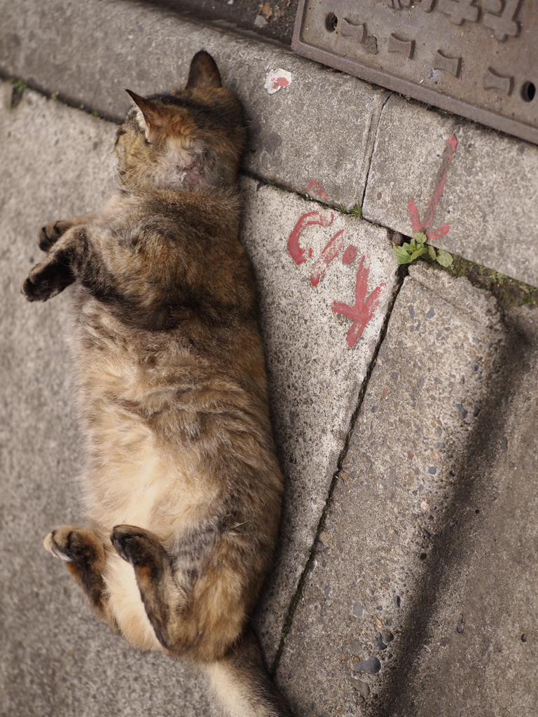 連作１：いないいない