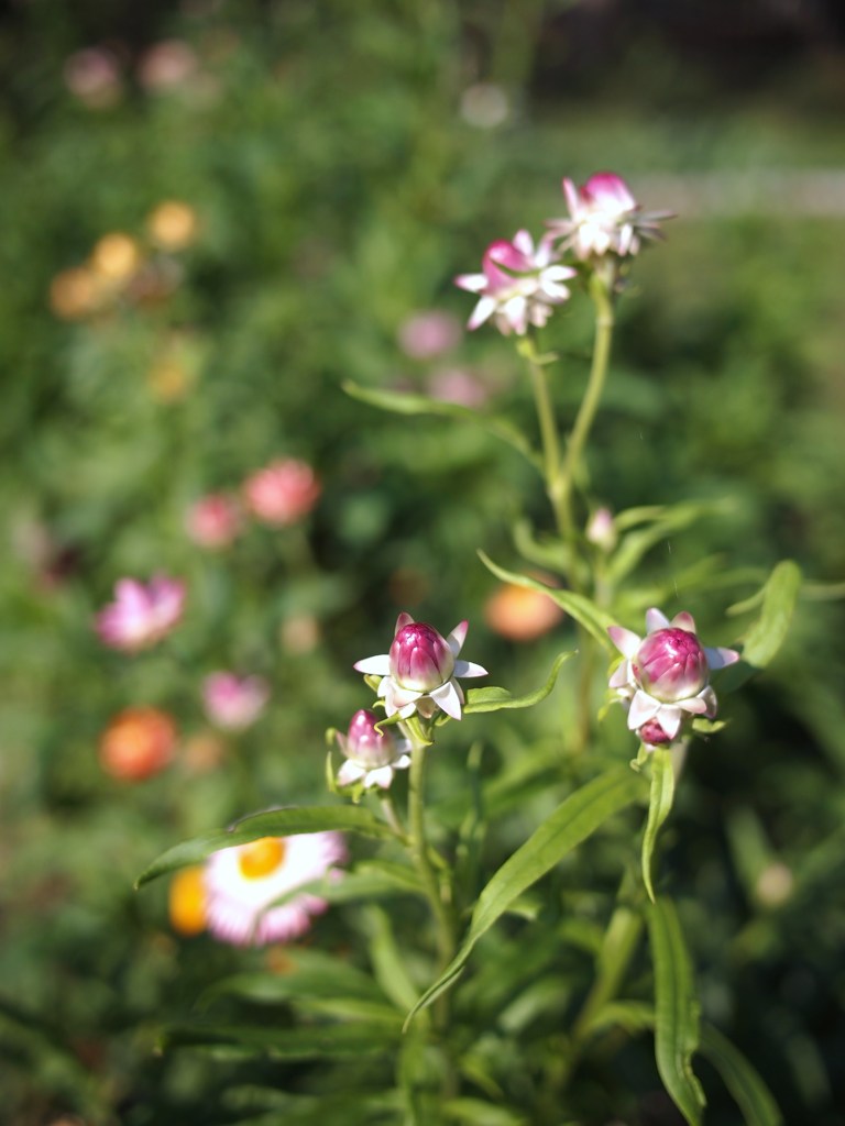 ひそやかに秋を楽しむ ⅤⅩⅨ