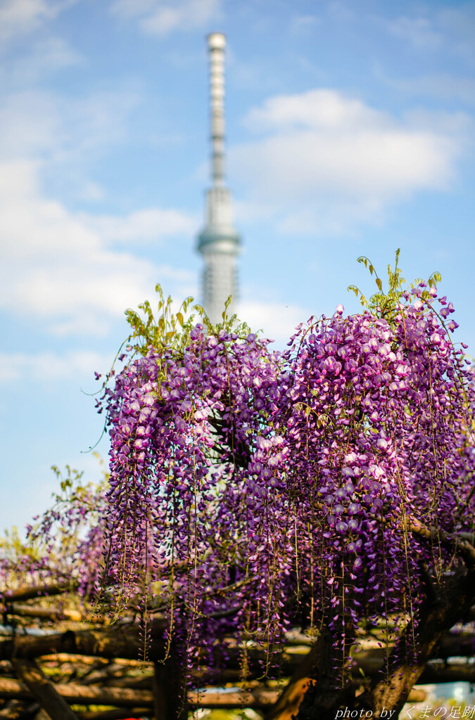 紫の朝