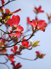 紅に染まる