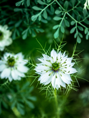 ふれられぬ想い