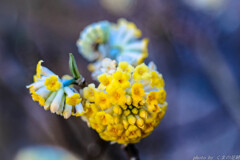 月見花