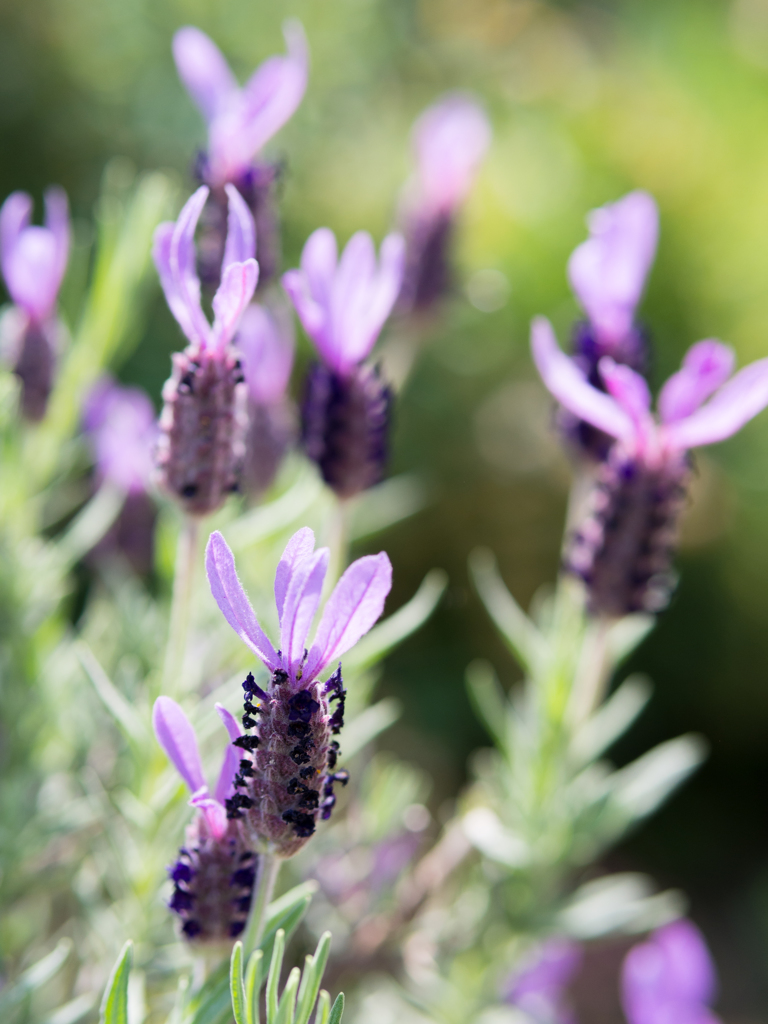 手のひらを太陽に