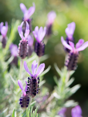 手のひらを太陽に