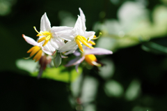 バナナの生る花？