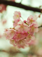 春の雫Ⅱ