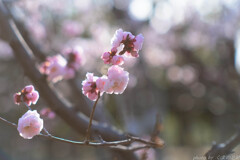 まだ淡き春の朝