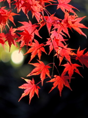 惜紅