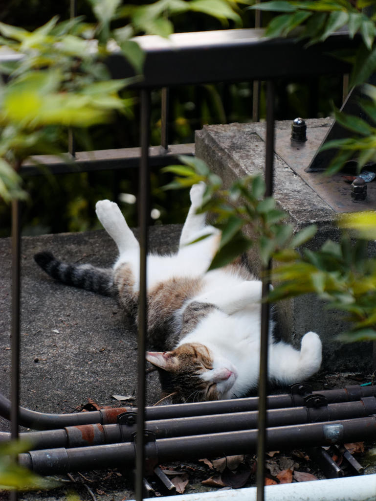 にゃ返り