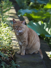 良いものが撮れましたかにゃ？