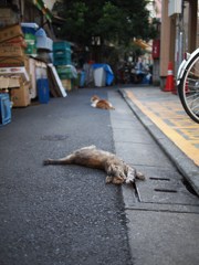 残暑の路地