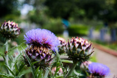 グレたパイナップル