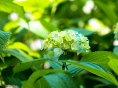 時期が参りましたので･･･。