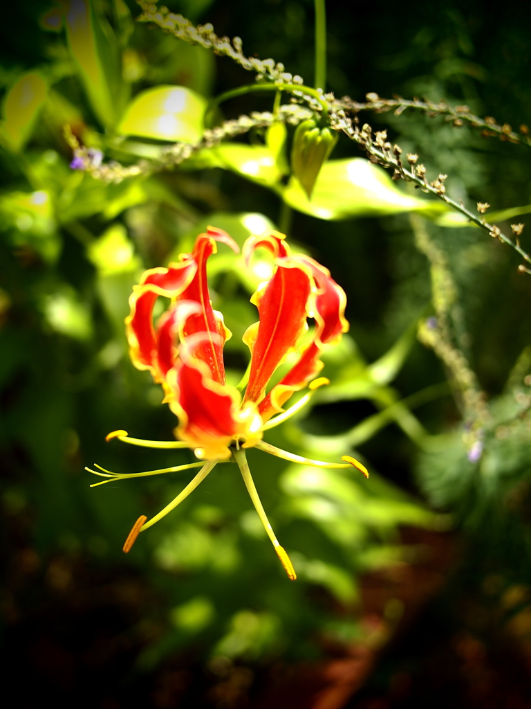 夏のエイリアン