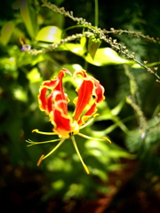 夏のエイリアン