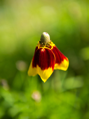 秋物コート：25ｍｍ