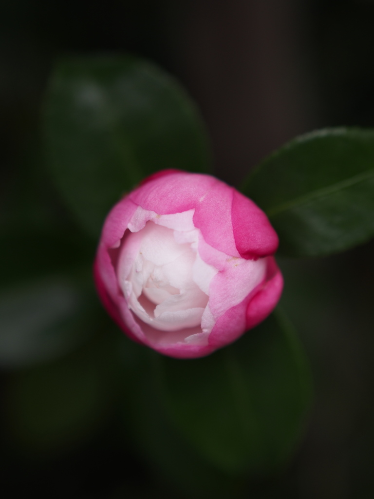 花団子