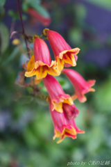 ぱらっぱらっぱ