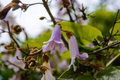 purple Bell