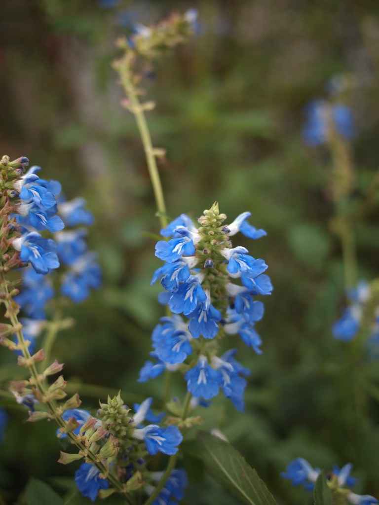 ひそやかに秋を楽しむ ⅣⅩ