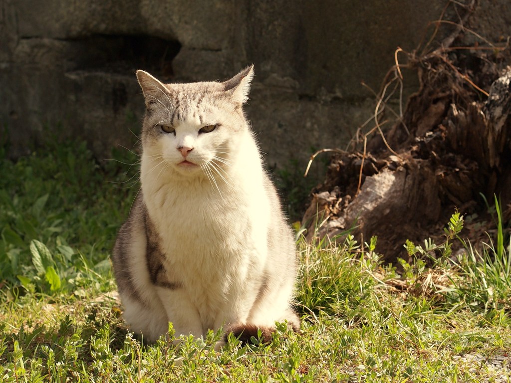ご機嫌は・・・？