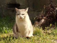 ご機嫌は・・・？