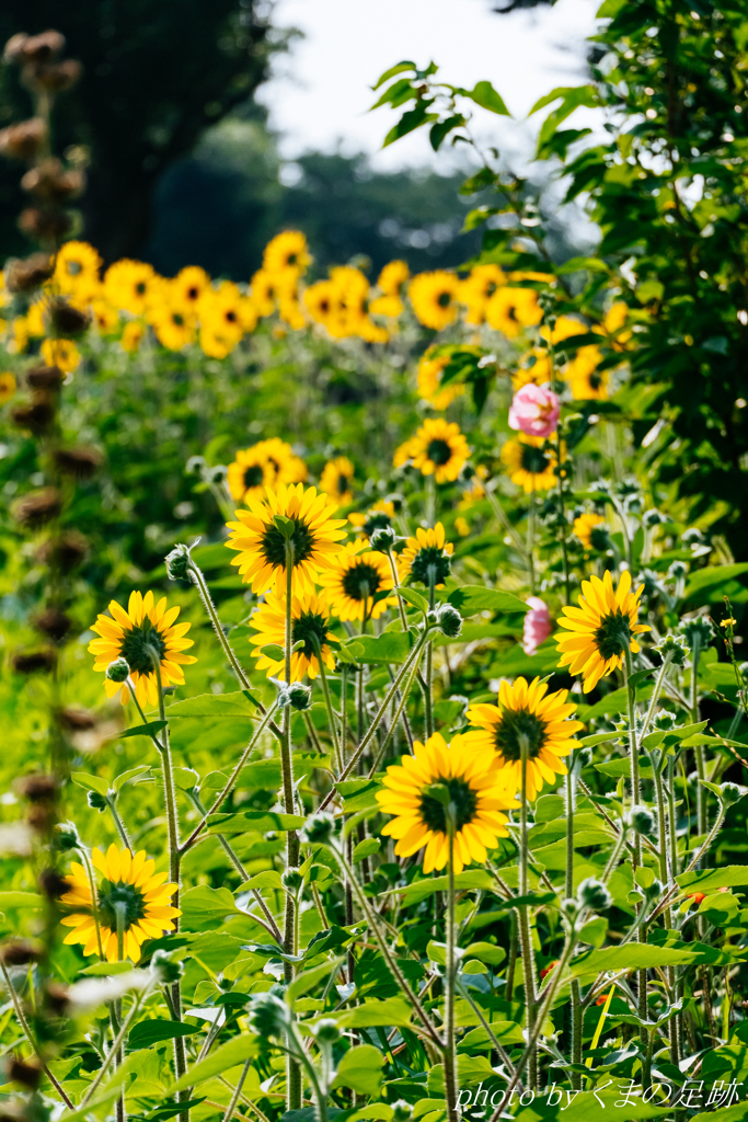 こっちを向いてよ