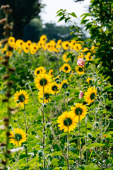 こっちを向いてよ