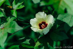 棉花 棉花