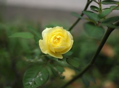 Autumn rose ⅡⅩⅡ