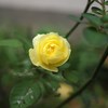 Autumn rose ⅡⅩⅡ