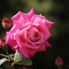 rose-garden ⅩⅠ