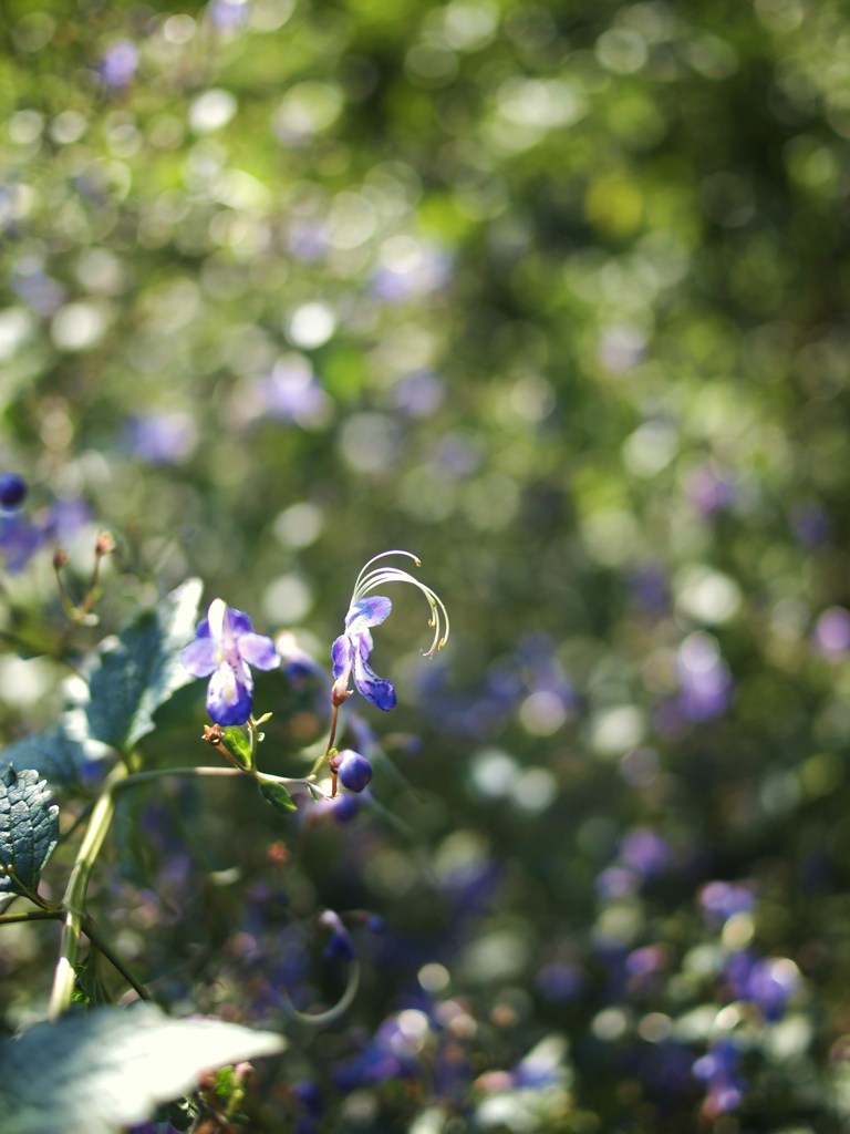 ひそやかに秋を楽しむ ⅩⅧ