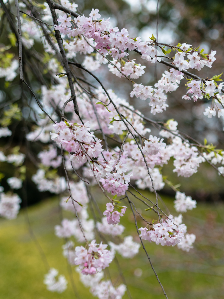 花夢