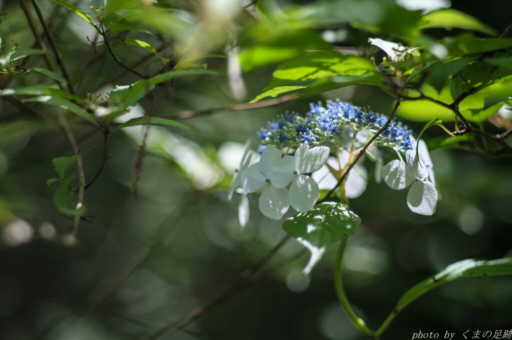 梅雨いずこ