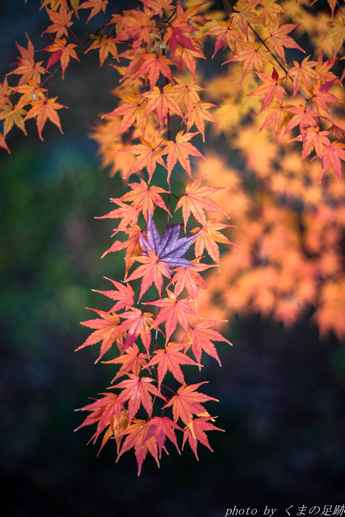 紅い化石