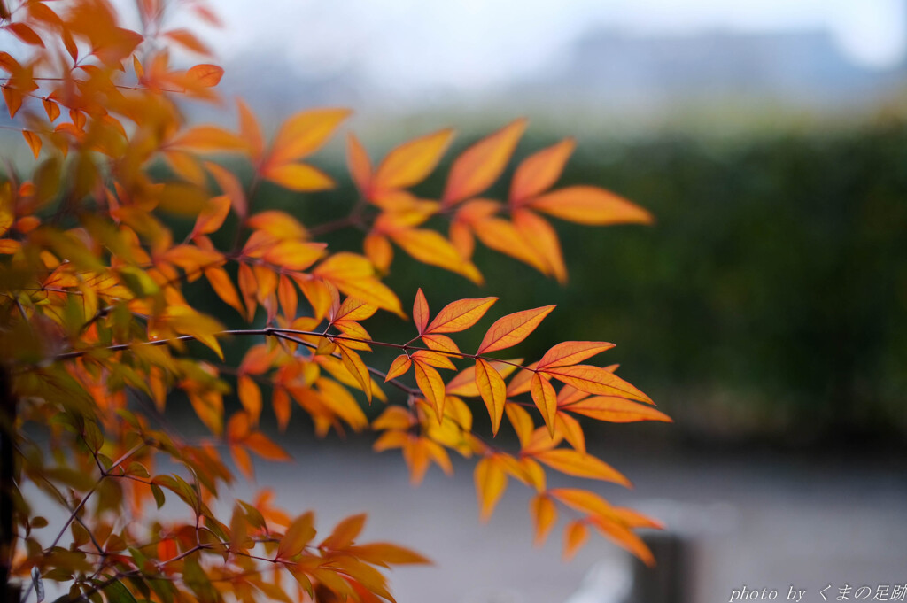 早春萌え
