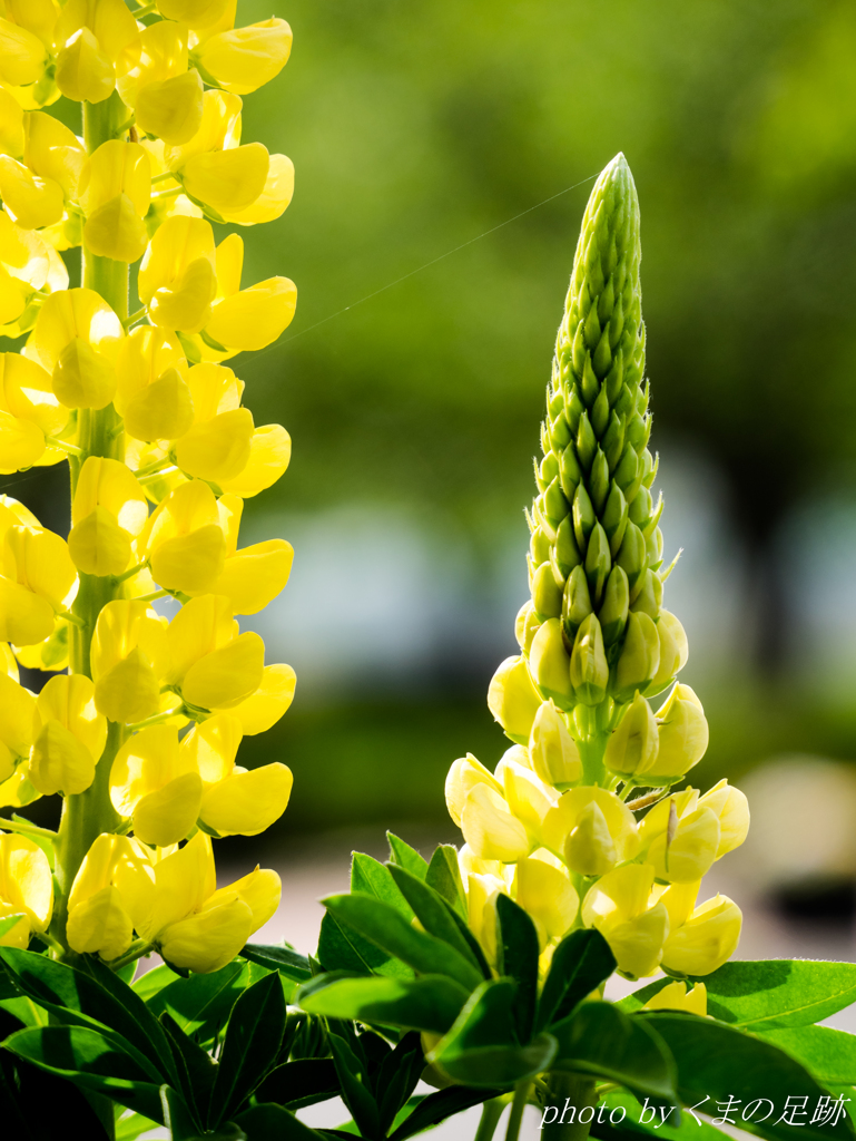 れもんいえろう